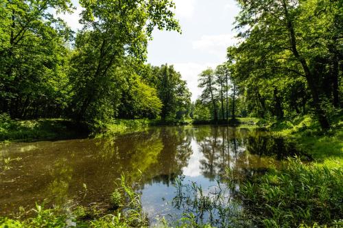 a river with trees reflecting in the water at Parkowa Sypialnia in Rozalin