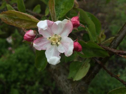 a close up of a white and pink flower on a tree at Alte Heimat in Schwegenheim