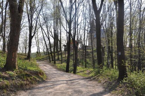 a dirt road in the middle of a forest at Grodzisko11 in Skała