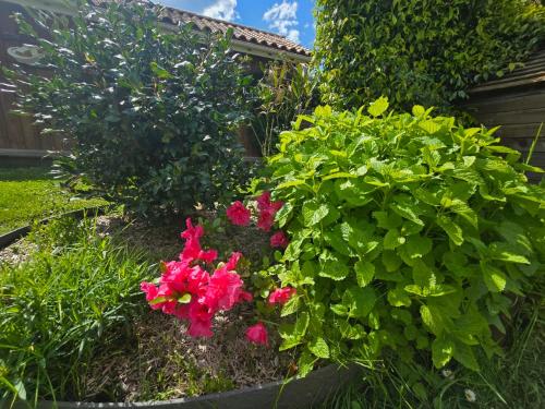 un jardin avec des fleurs roses et des plantes vertes dans l'établissement La Villa de Joy, à Sanguinet