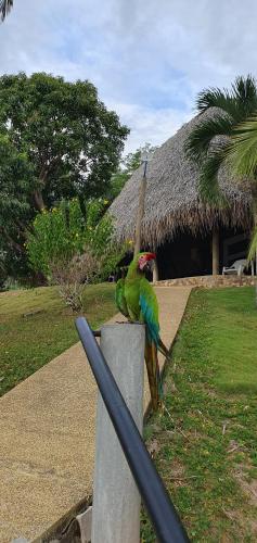 a parrot sitting on a post in front of a building at Las Palmas - Espectacular casa a borde de lago con piscina in Prado