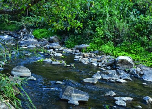 Imagen de la galería de River Valley Retreat Coorg, en Madikeri