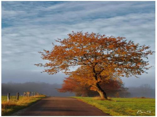 a tree on the side of a road at Libramont Stone Garden Haven in Libramont