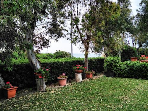 a row of potted plants sitting in a yard at Hotel Baia Del Sole in Civitavecchia