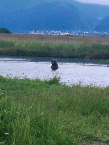 a bear is walking through a stream of water at Sockeye Cabin in Seward