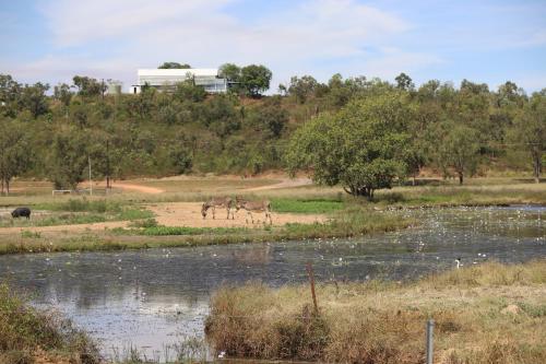 two animals walking in a field next to a body of water at Mt Bundy Station in Adelaide River