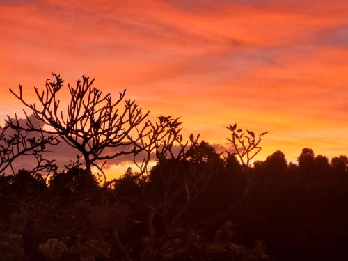 a sunset with trees in the foreground at Shanti Natural Panorama View Hotel in Singaraja