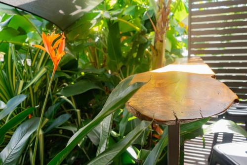 a wooden stump in front of some plants at Kapok Pod entire studio in Horseshoe Bay