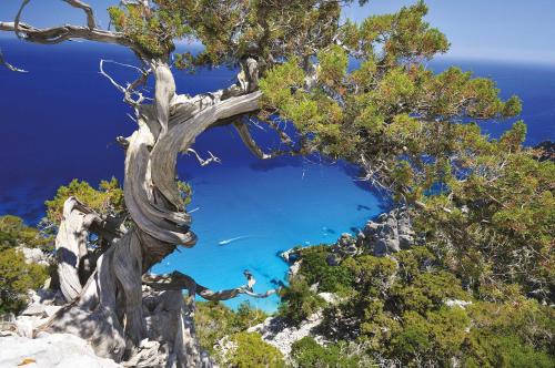 a tree on the side of a mountain with the blue ocean at Palazzo Beddoro in San Pantaleo