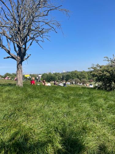 a tree in the middle of a grassy field at Regents Park Camden St Johns Wood in London