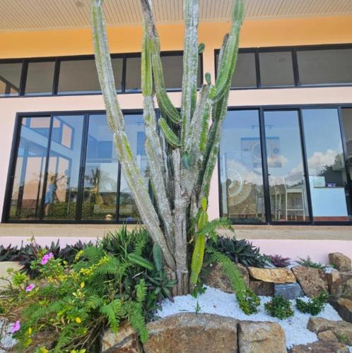 a cactus in a garden in front of a building at V196 Sea View 3BR, Infinity Pool and Open Living in Ban Ko Khwan