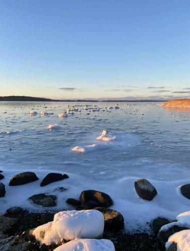 a group of birds swimming in a body of water at A Cozy Older Summerhouse On A Small Island in Orø