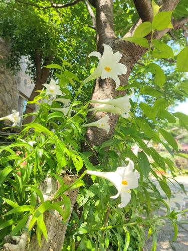 a group of white flowers on a tree at 津沙小筑 in Nangan