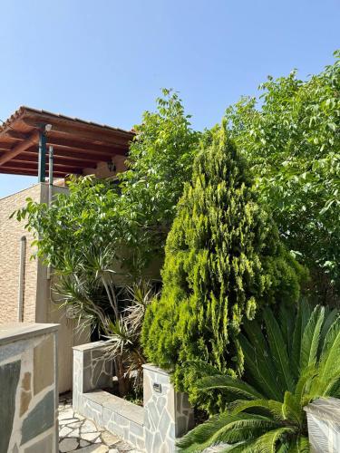 a large green tree sitting next to a house at Golden Island in Áno Kateliós