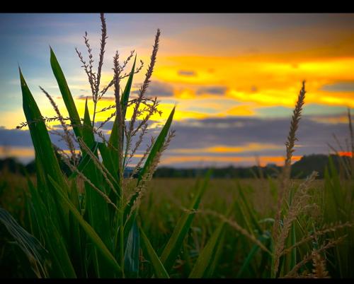 un champ d'herbe avec un coucher de soleil en arrière-plan dans l'établissement Villa B, à Beaurepaire