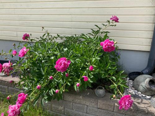a bunch of pink flowers in front of a house at Huoneisto ulkoporealtaalla ja saunalla in Espoo