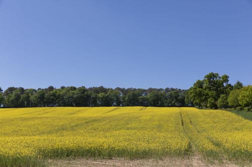a field of yellow rapeseed with trees in the background at The Steading at West Lyham in Chatton