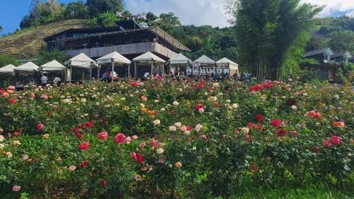 a field of flowers in front of a building at ม่อนเหนือโฮมสเตย์ Monnuea Homestay in Mon Jam