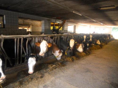 Altri animali domestici presso l'appartamento o nei dintorni