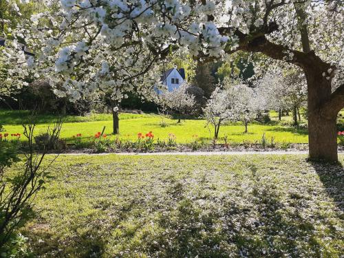 Die Malche Gäste und Tagungshaus 17 في Malche: بيت أبيض في حقل مع شجرة وأزهار