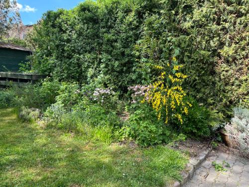 a bush with yellow flowers in a yard at Idyllisches Apartment am Berliner Stadtrand in Hoppegarten