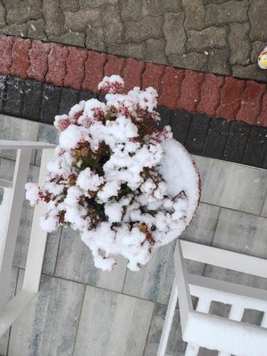 a plant is covered in snow next to a white bench at NobelAqua Suites in Maseru
