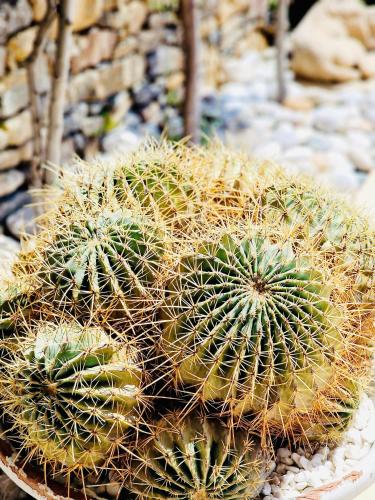 a group of cactuses sitting on top of rocks at VLK: Villa Lindos Kalliopi, Rhodes in Líndos