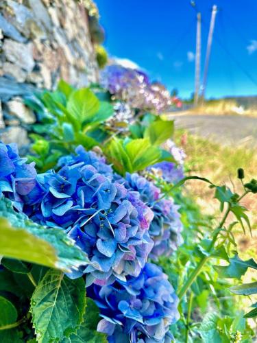 a bunch of blue flowers on a wall at Love, made in xisto in Piódão