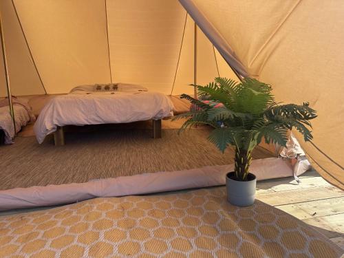 a room with two beds in a tent with a plant at Springfield glamping in Marwood