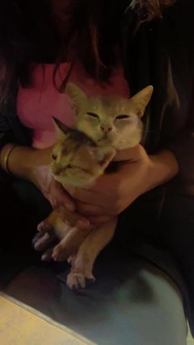a woman holding a cat in her hands at TEC Resort and bar in Dharān Bāzār