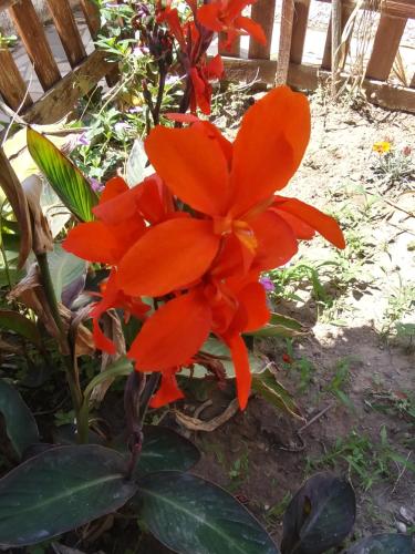 a close up of a red flower next to a fence at Orchidea House in SantʼAntìoco