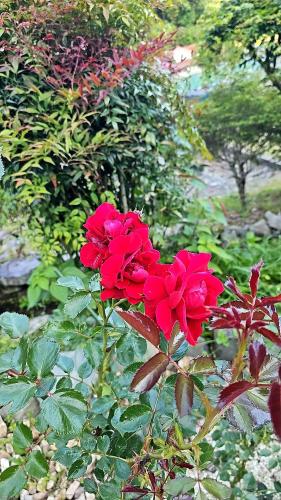 a group of red roses in a garden at 民宿SAZANAMi in Hagi