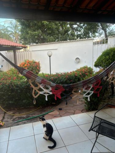 a black and white cat sitting in a hammock at Quarto Centro de Palmas ao lado da JK in Palmas