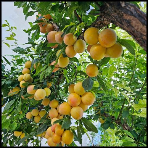 a bunch of oranges hanging from a tree at Narnia e la Rocca di Albornoz in Narni