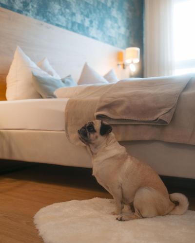 a dog sitting on a rug next to a bed at Hotel Poellners 20 min von München Hbf in Petershausen