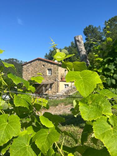an old stone house behind some green leaves at Casa Valle Verde in Brugnato