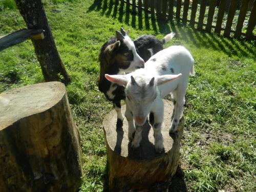 three goats standing on top of a tree stump at Reiters-Ferienhaus in Russbach am Pass Gschütt