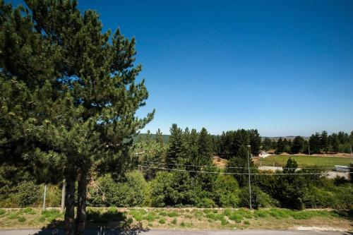 a tree in the middle of a field with trees at Casa Romantica - Camigliatello centro in Camigliatello Silano