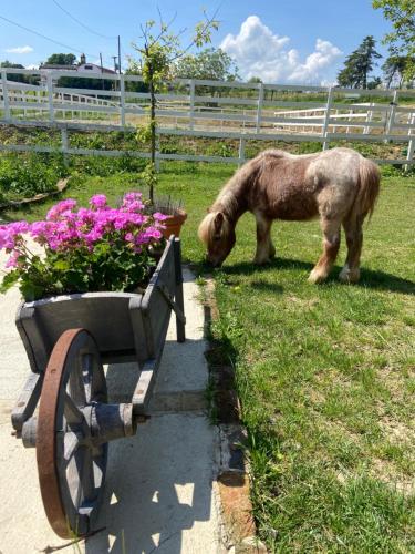 a pony standing next to a bench with flowers at Cà Bianca in Casorzo