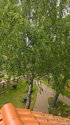 Un jardín fuera de Domek na Kaszubach - Brzozowy Raj Kaszubska Ostoja