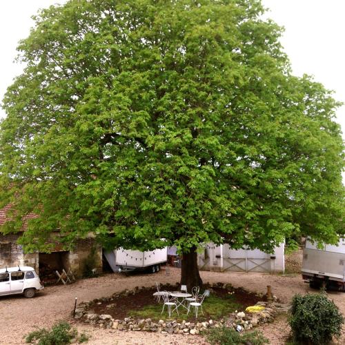 a large tree with a table and chairs under it at Au Coeur de la Cour in Saint-Georges-sur-Cher