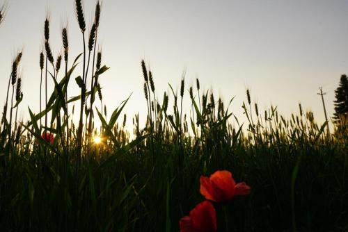 a field of tall grass with red flowers in front of the sunset at Ildi's Guest House in Seriate