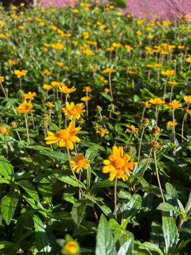 a bunch of yellow flowers in a field at Pousada Flor da Mata in Nova Lima