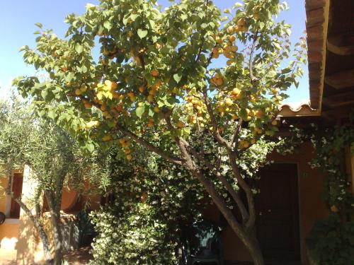 an orange tree in front of a building at Residence La Pineta in Budoni