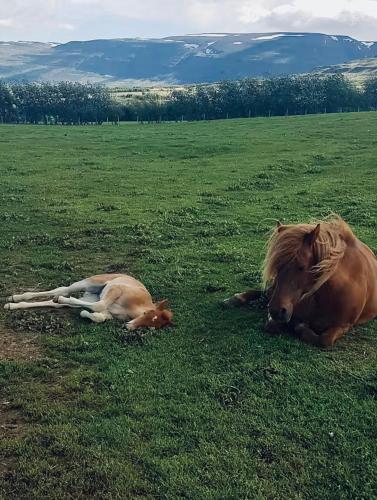 Animales en el departamento o alrededores