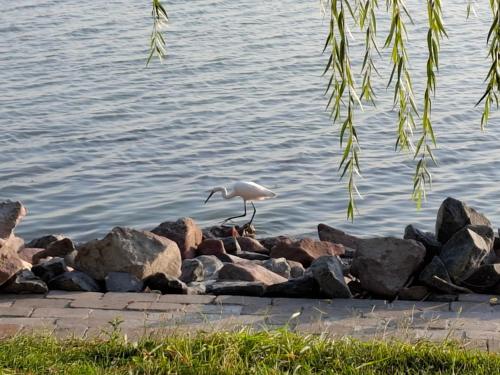 a bird standing on rocks next to the water at Napvirág - Közel mindenhez in Balatonakarattya