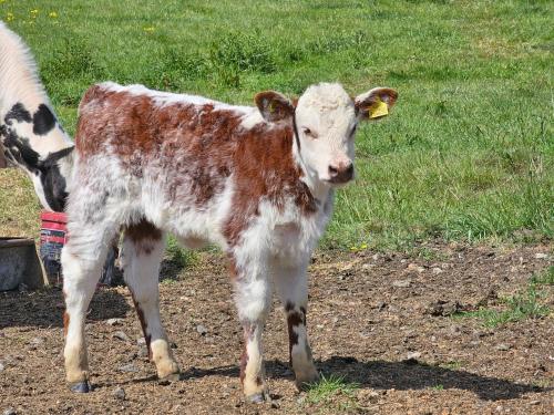 a brown and white calf standing in a field at Robins Sunset Holiday Home in Seasalter