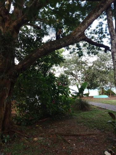 Gallery image of Happy Monkeys in Puerto Jiménez