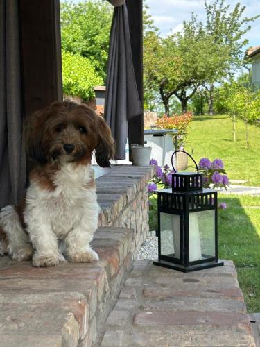 a brown and white dog sitting on a brick step at Kulcs a Kulcshoz Menedék in Kulcspuszta