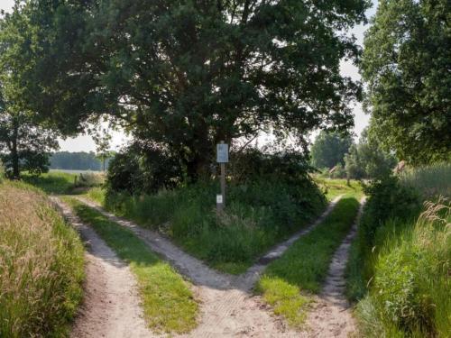 a dirt road in a field with a tree at Chalet in Netherlands with Private Garden in Ootmarsum